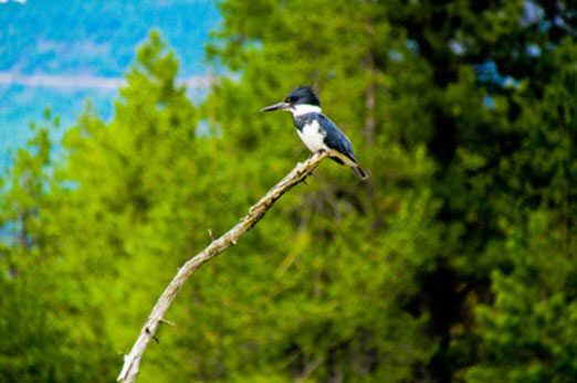 Thompson Lake Wildlife Refuge