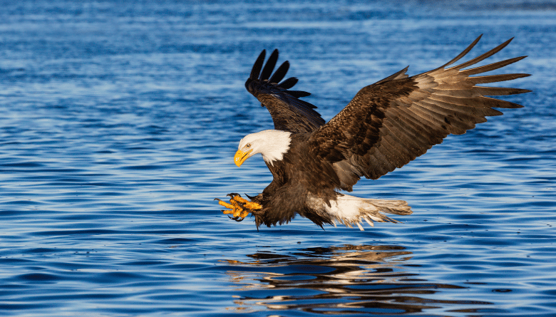 Things to Do in Harrison, Idaho: The Complete Visitor's Guide 5 bald eagle on the water